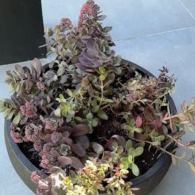 Photo of the plant species sedum by @keith named French Wine on Greg, the plant care app