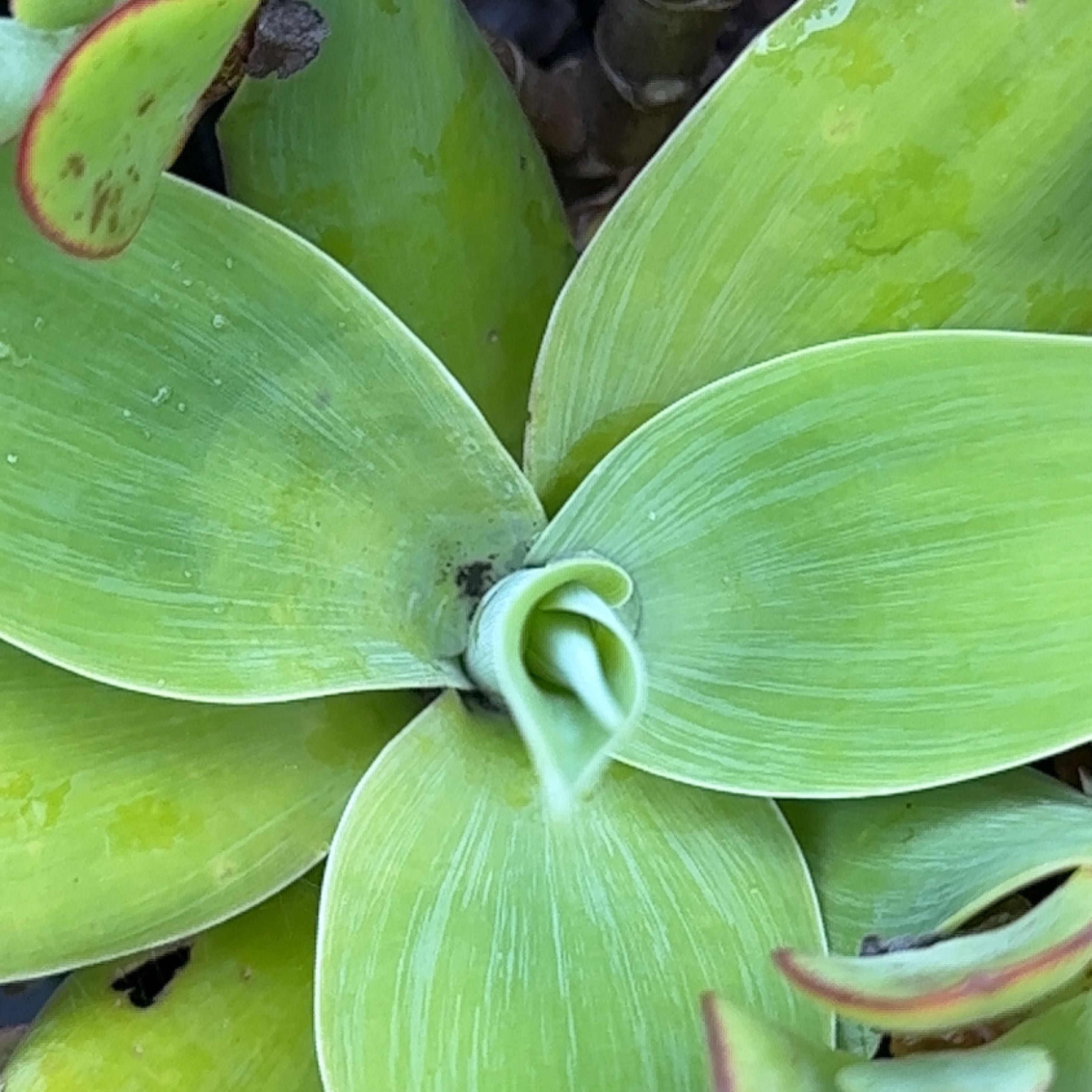 Photo of the plant species Lion's Tail Agave by @HeirChilli named Clooney on Greg, the plant care app
