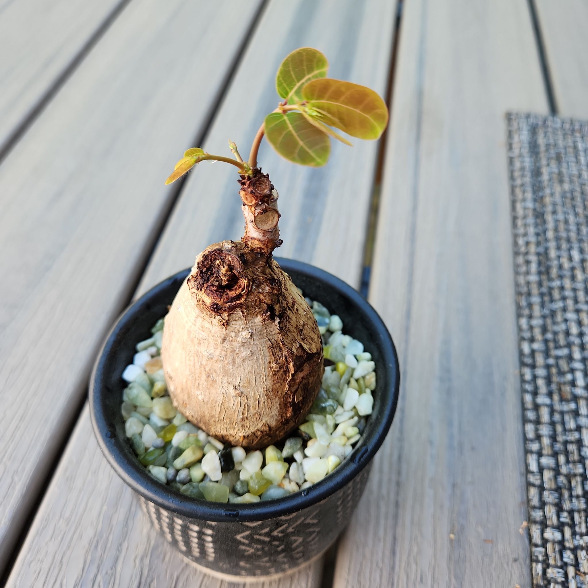 Phyllanthus mirabilis plant in a pot with decorative stones, healthy green leaves.