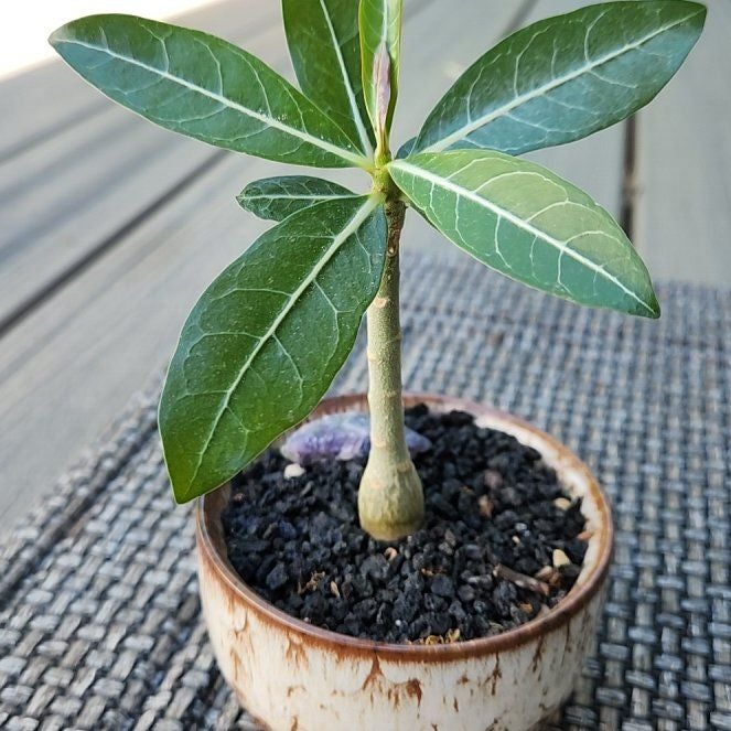 Why Are There Black Spots On My Desert Rose Plant Leaves?
