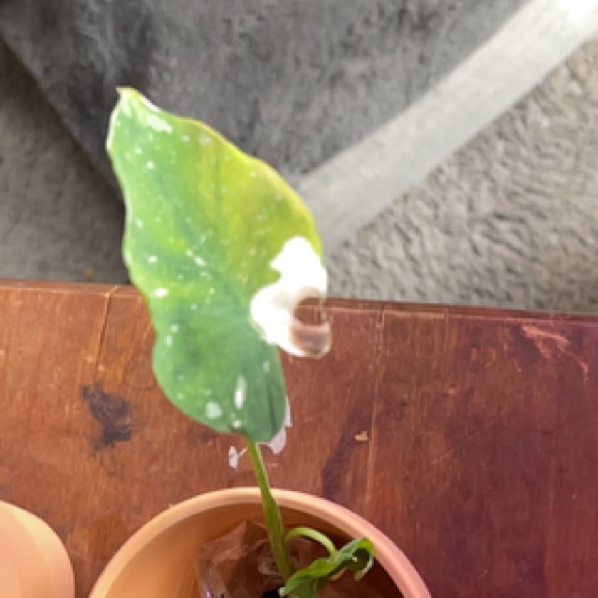 Photo of the plant species Milky Way Dumb Cane by @CrispWinika named Figyonce on Greg, the plant care app
