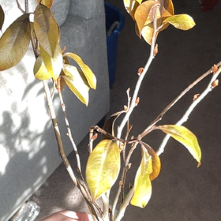 Plant care for Butterfly Magnolia on Greg, the plant care app