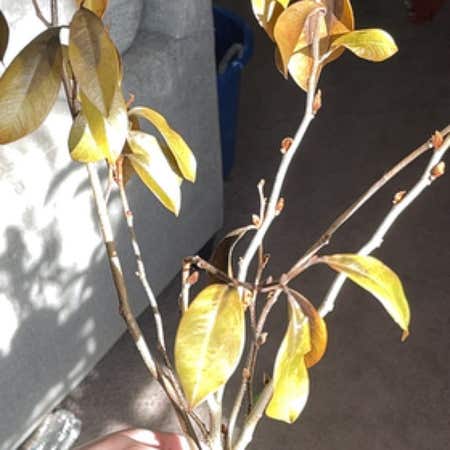 Photo of the plant species Banana shrub by Crispwinika named Tarzan on Greg, the plant care app