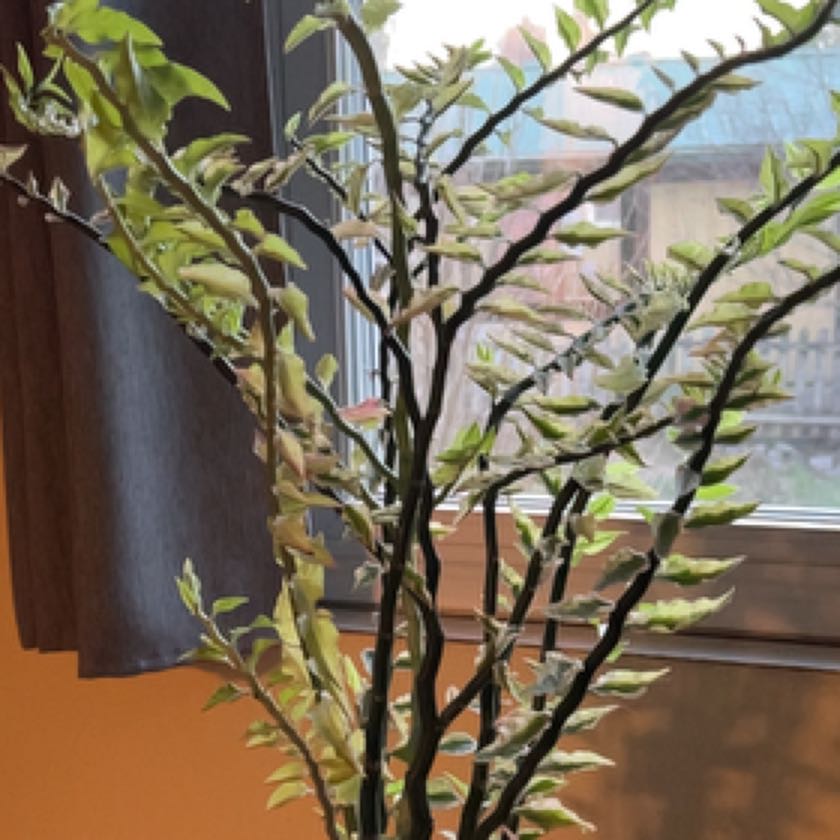 Photo of the plant species Japanese Poinsettia by @QuintaLeah named Drake on Greg, the plant care app