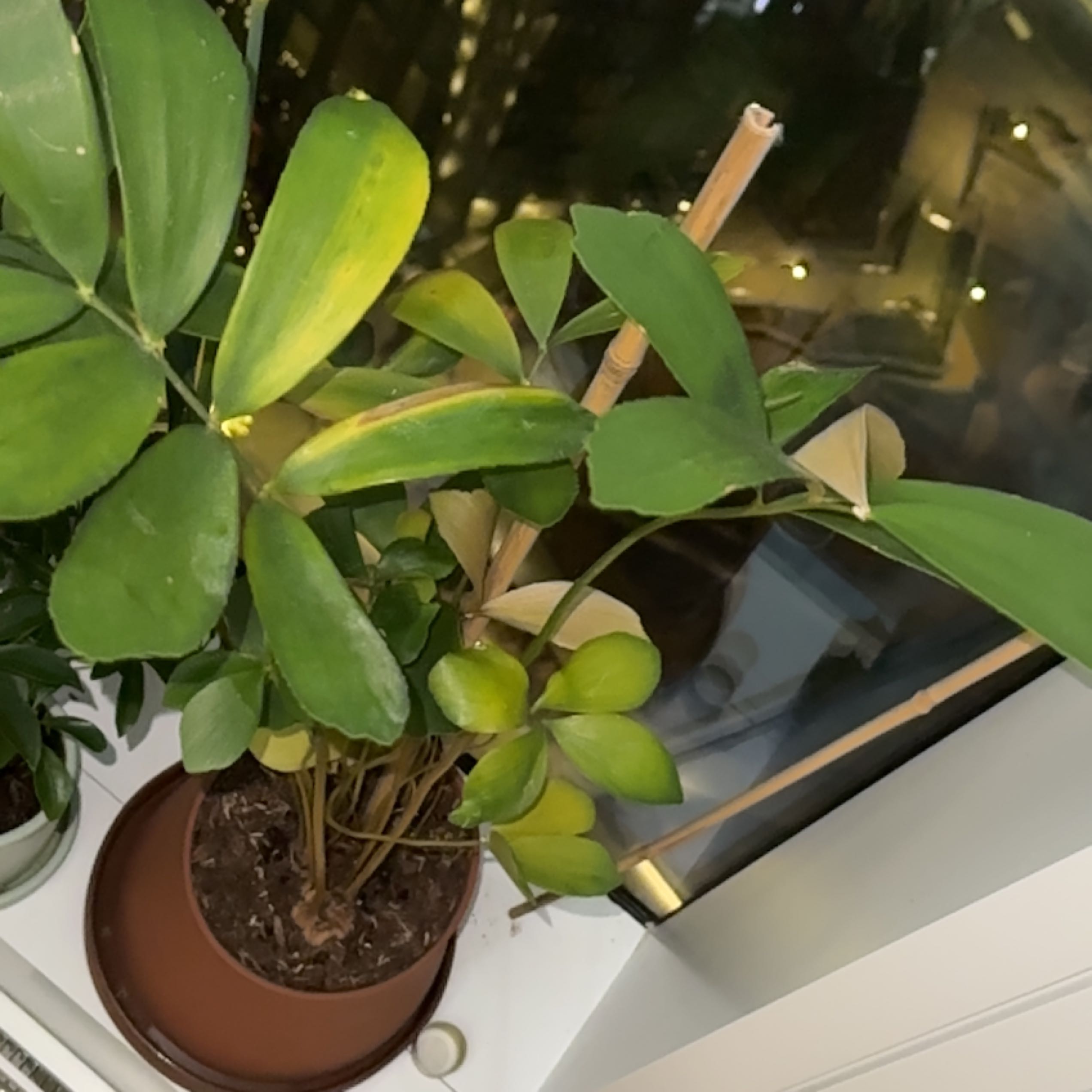 Cardboard Palm with some yellowing leaves in a pot near a window.