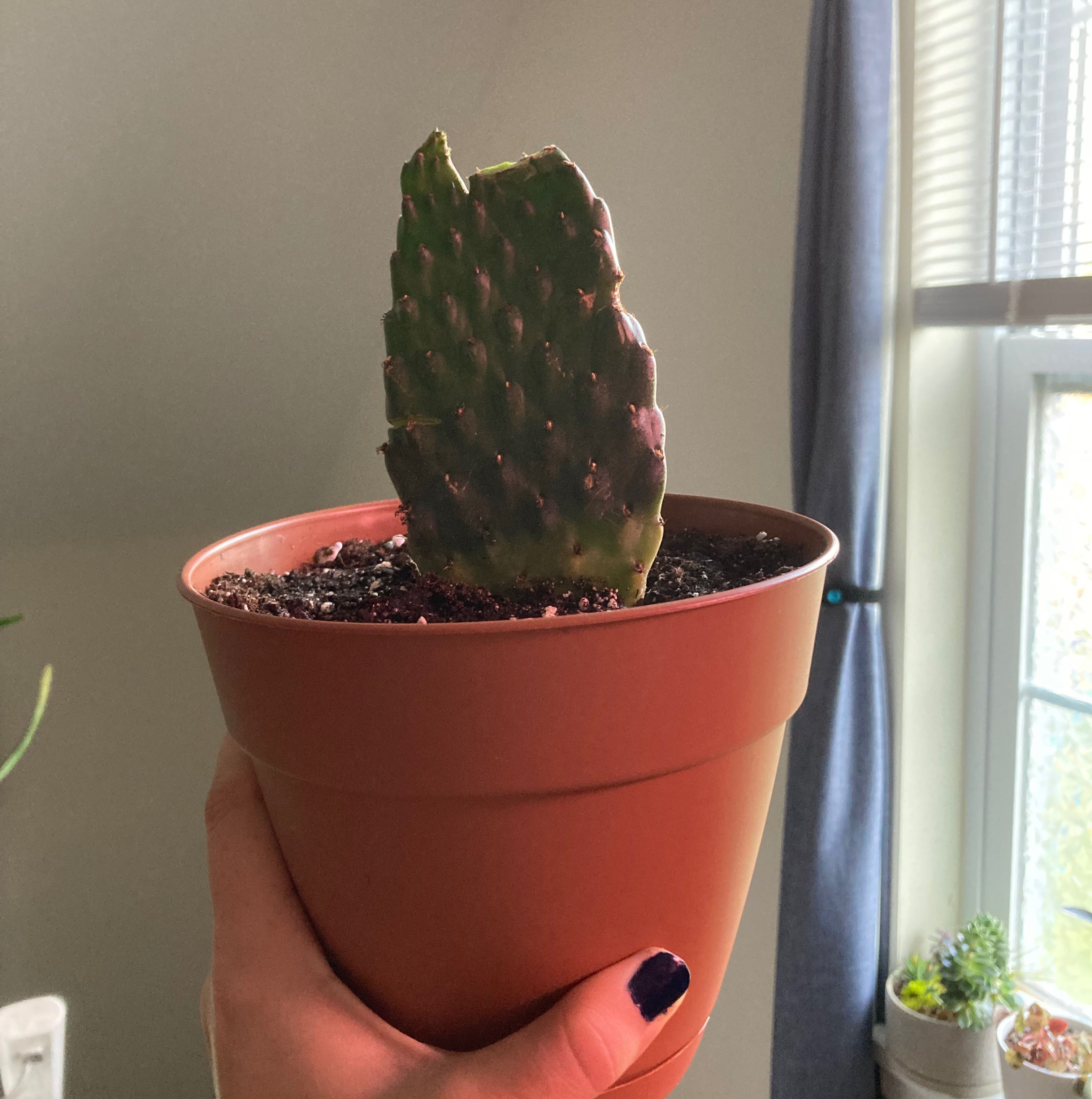 Potted Few-Spined Marble-Seeded Prickly Pear cactus held by a hand.