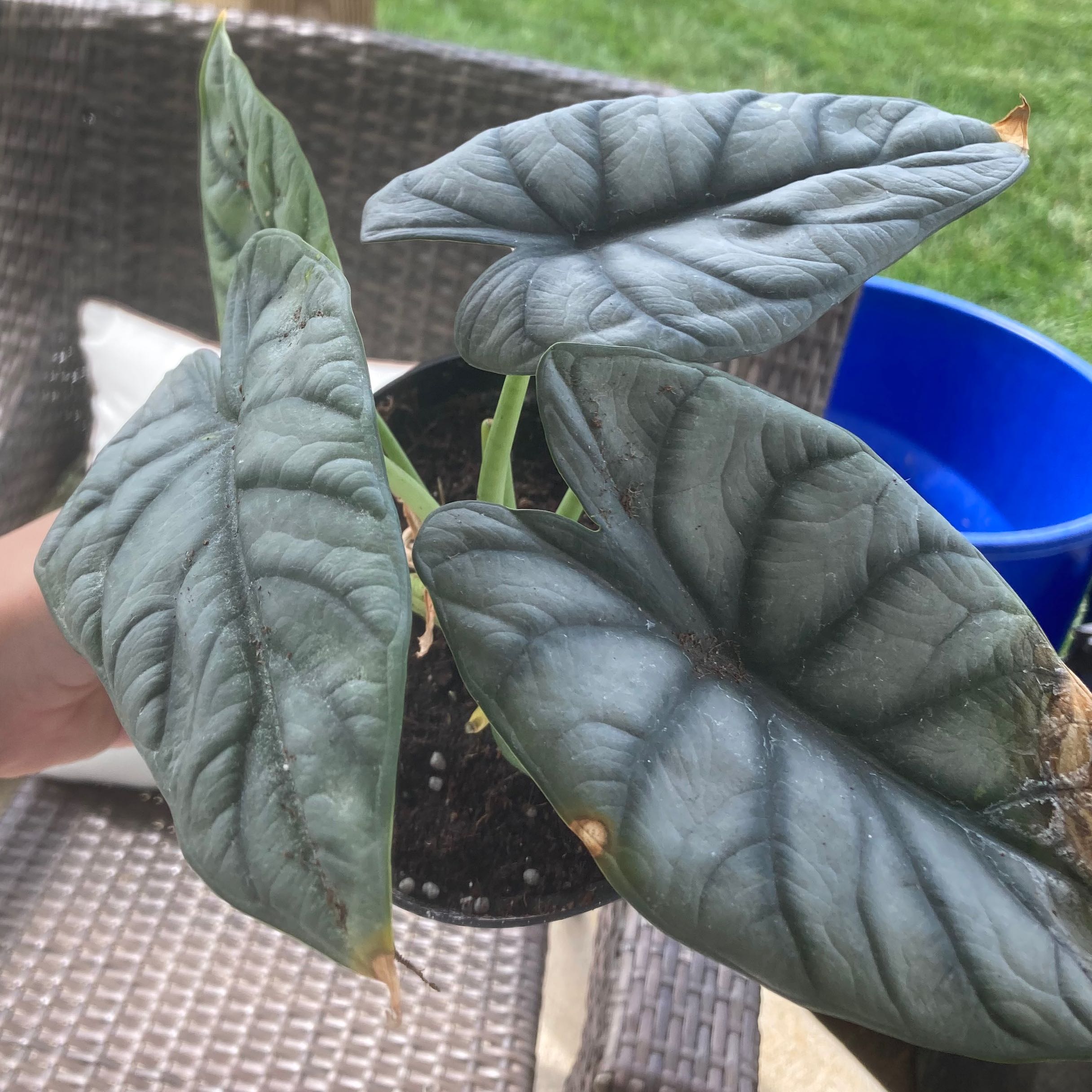 Alocasia 'Dragon Scale' plant with dark green, textured leaves, slight browning at edges, held by a hand.