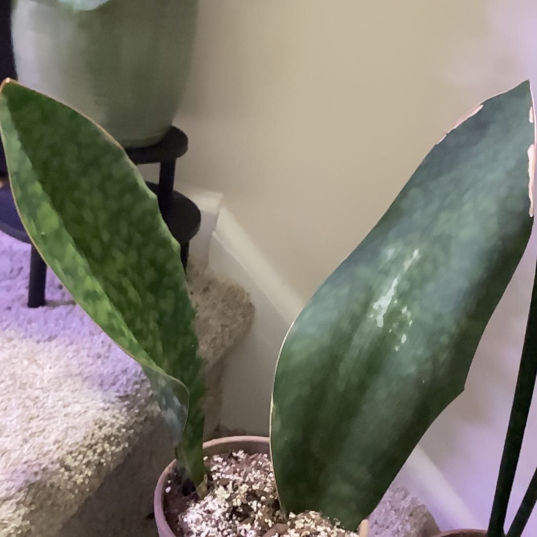 Whale Fin Snake Plant with two large leaves, some browning at the edges, potted with visible soil.