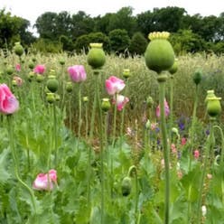 Opium Poppy plant