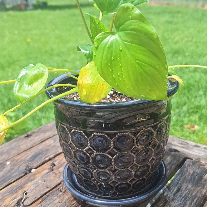 Photo of the plant species Heart Leaf Philodendron by @FreshAngelrope named Lovie on Greg, the plant care app
