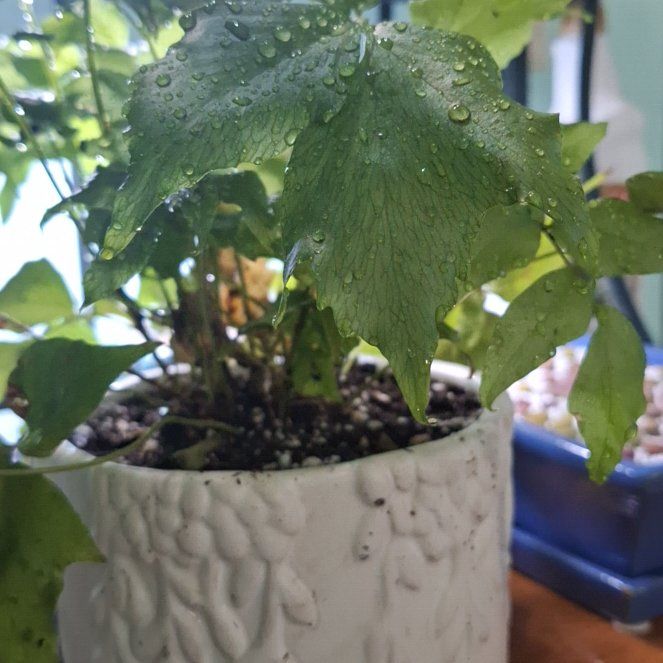 Photo of the plant species House Holly-Fern by @FreshAngelrope named Holly on Greg, the plant care app