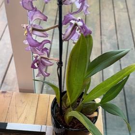 Photo of the plant species Cattleya Orchid by @LeafWellington named Spike Leaves on Greg, the plant care app