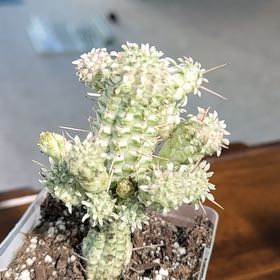 Photo of the plant species Variegated Corncob Cactus by @LeafWellington named Alex Horne Cob on Greg, the plant care app