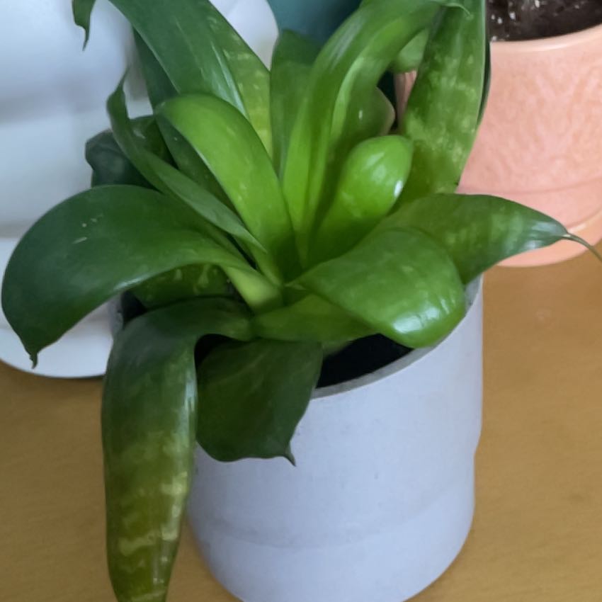 Photo of the plant species dwarf snake plant ocean star by @EminentGreen named Elle on Greg, the plant care app