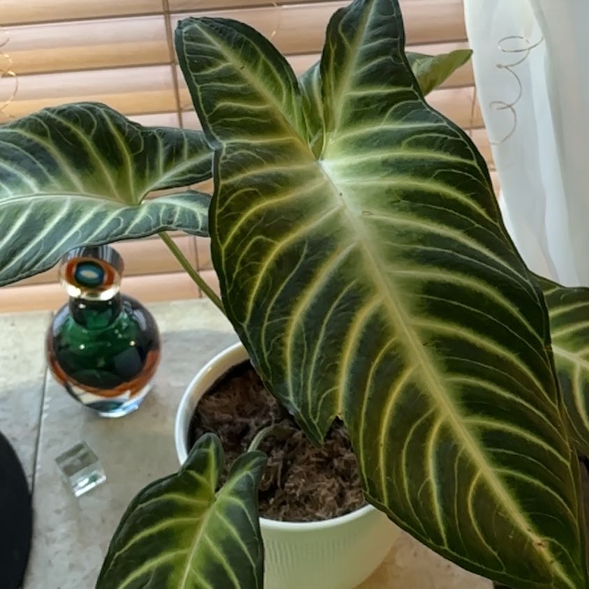 Plant care for Xanthosoma on Greg, the plant care app