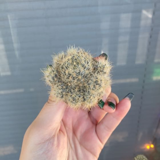 Photo of the plant species Carpet Foxtail Cactus by @PrizedCowbane named LiloStitch on Greg, the plant care app