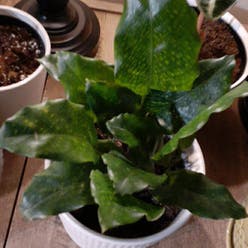 Calathea Musaica plant