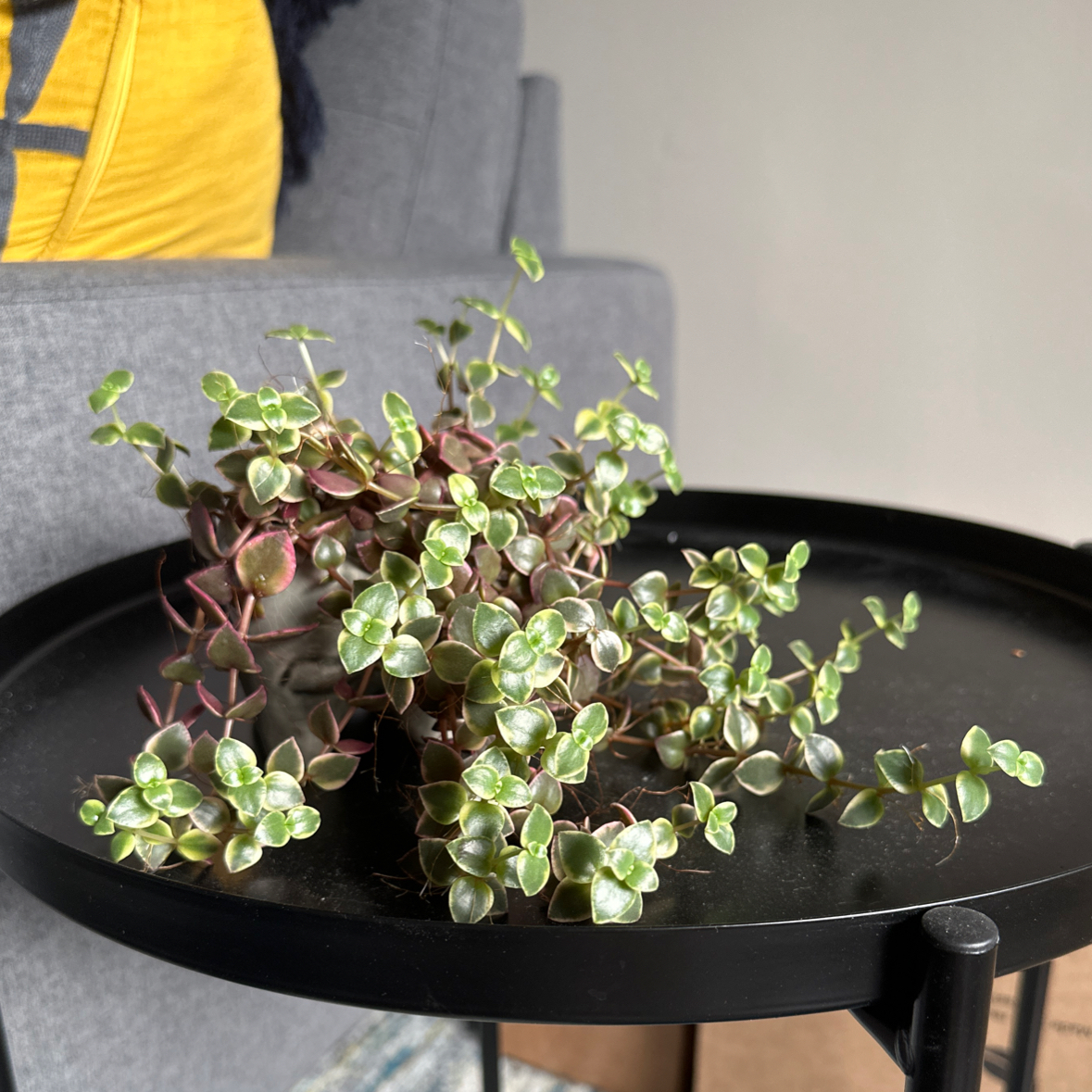 Photo of the plant species Crassula Pellucida by @PepsInTheStep named Calico Kitten on Greg, the plant care app