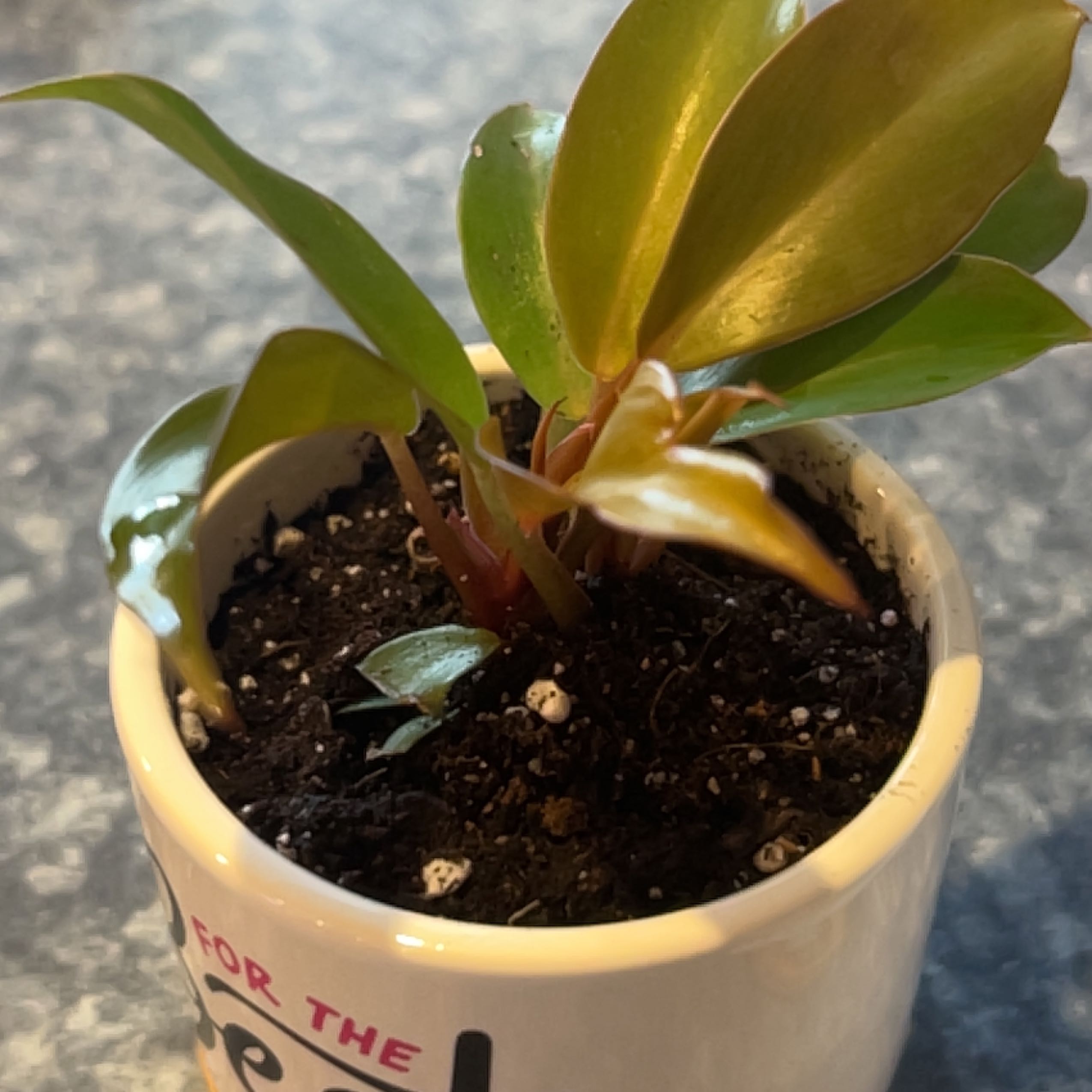 Philodendron Red Sun plant in a small pot with visible soil and healthy leaves.