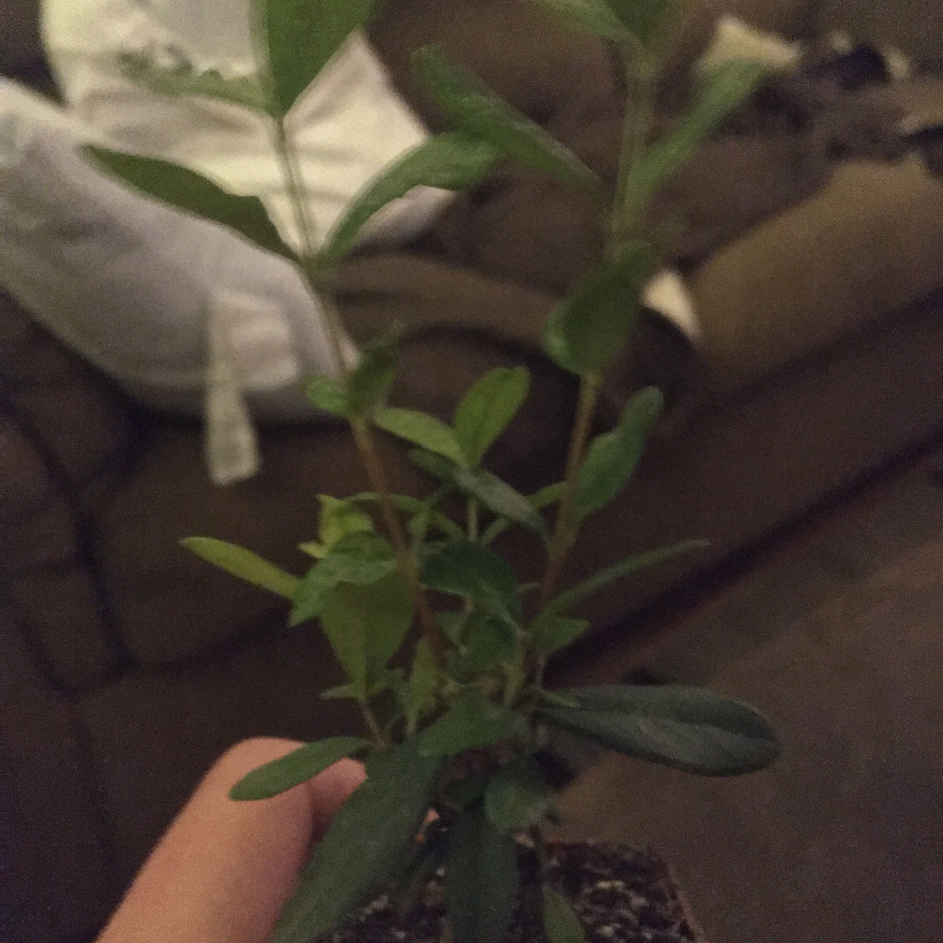 Piney
