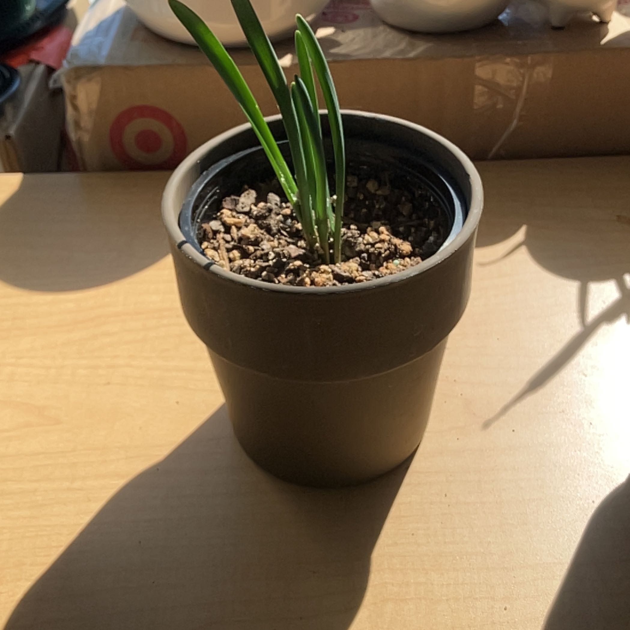 Photo of the plant species Dwarf Crested Iris by @SincerelyGalega named Dolores on Greg, the plant care app
