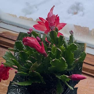 False Christmas Cactus plant in Titonka, Iowa