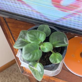 Kenyan Violet plant in Titonka, Iowa
