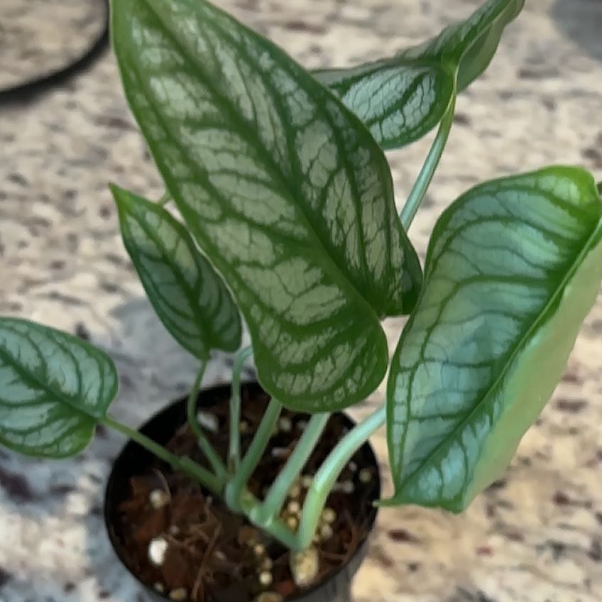 Photo of the plant species monstera siltepecanna by @Yonabel named Anne on Greg, the plant care app
