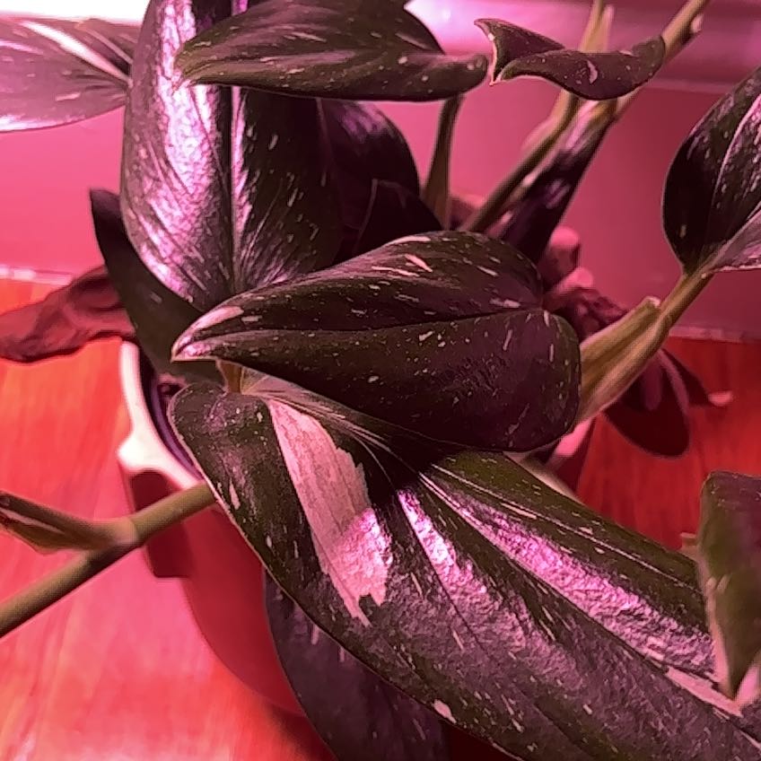 Photo of the plant species Monstera Cobra by @Yonabel named Spike Leaves on Greg, the plant care app