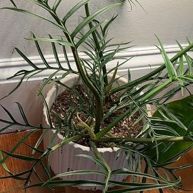 Photo of the plant species Philodendron tortum by @Yonabel named Bieber on Greg, the plant care app