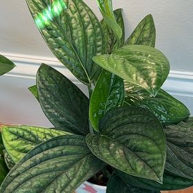 Photo of the plant species Alexa by @Yonabel named Maya on Greg, the plant care app