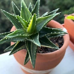 Short-Leaved Aloe plant