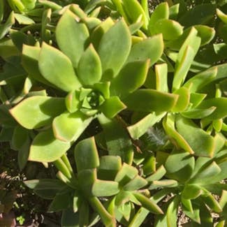 Haworth's Aeonium plant in Sierra Madre, California
