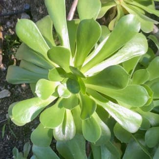 Tree Aeonium plant in Sierra Madre, California