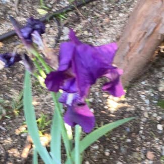 Crimean Iris plant in Sierra Madre, California