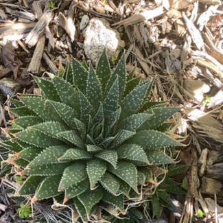 Lace Aloe plant in Sierra Madre, California