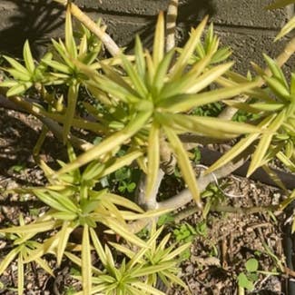 Pincushion Peperomia plant in Sierra Madre, California
