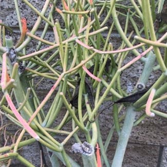 Pencil Cactus plant in Sierra Madre, California