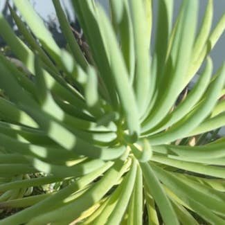 Fingertips plant in Sierra Madre, California