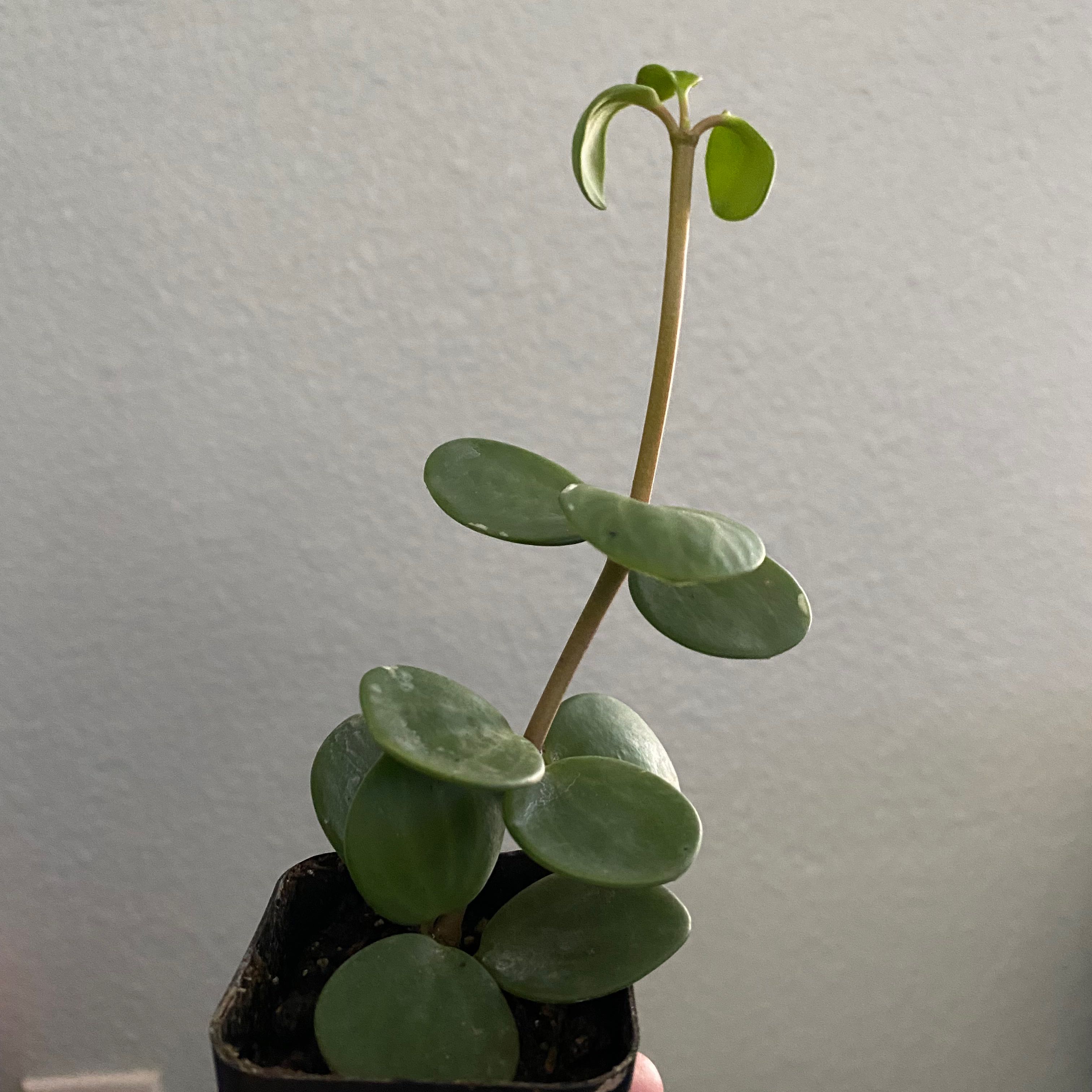 Peperomia 'Hope' plant with healthy, round, green leaves in a small pot.