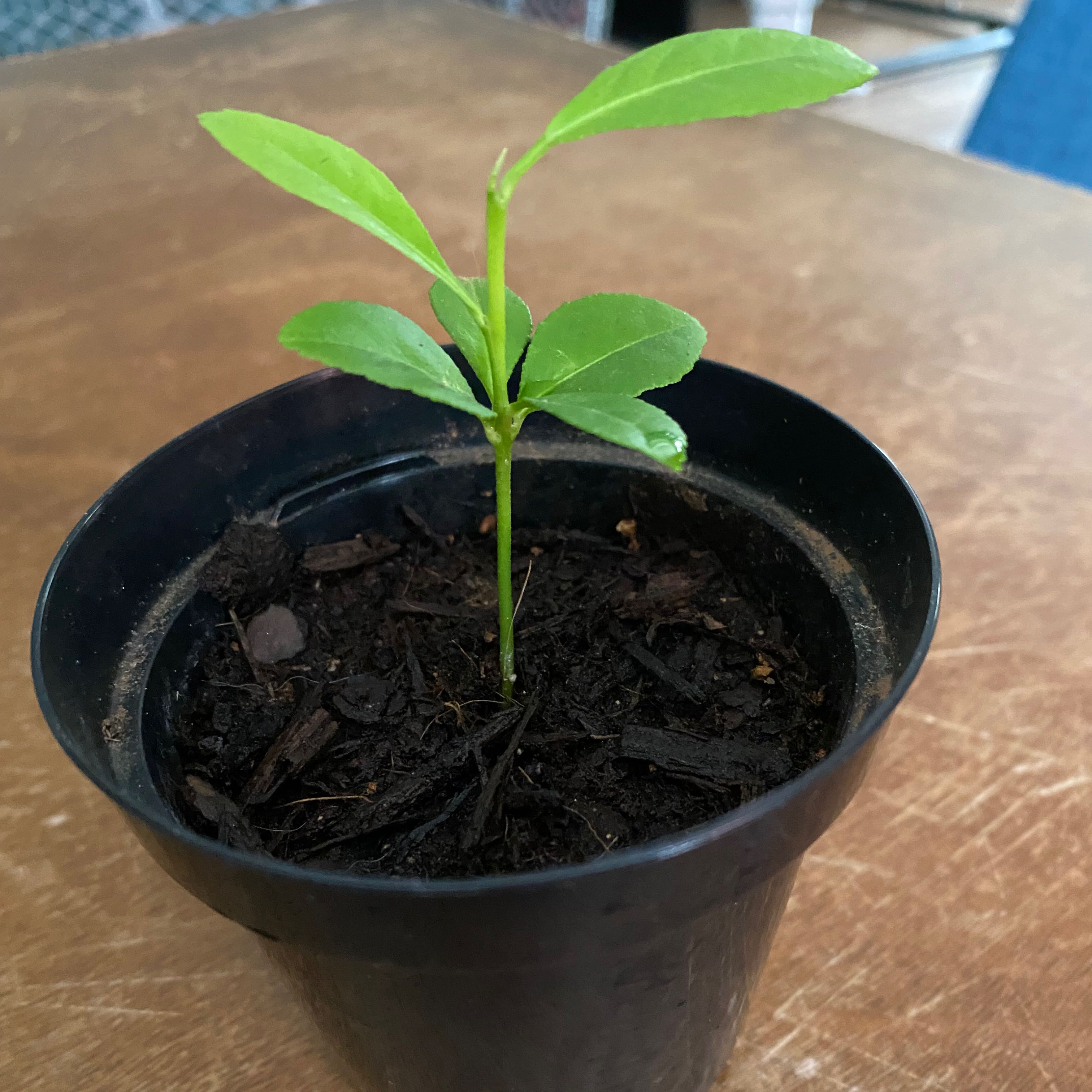 Young lemon tree in a black plastic pot with healthy green leaves.