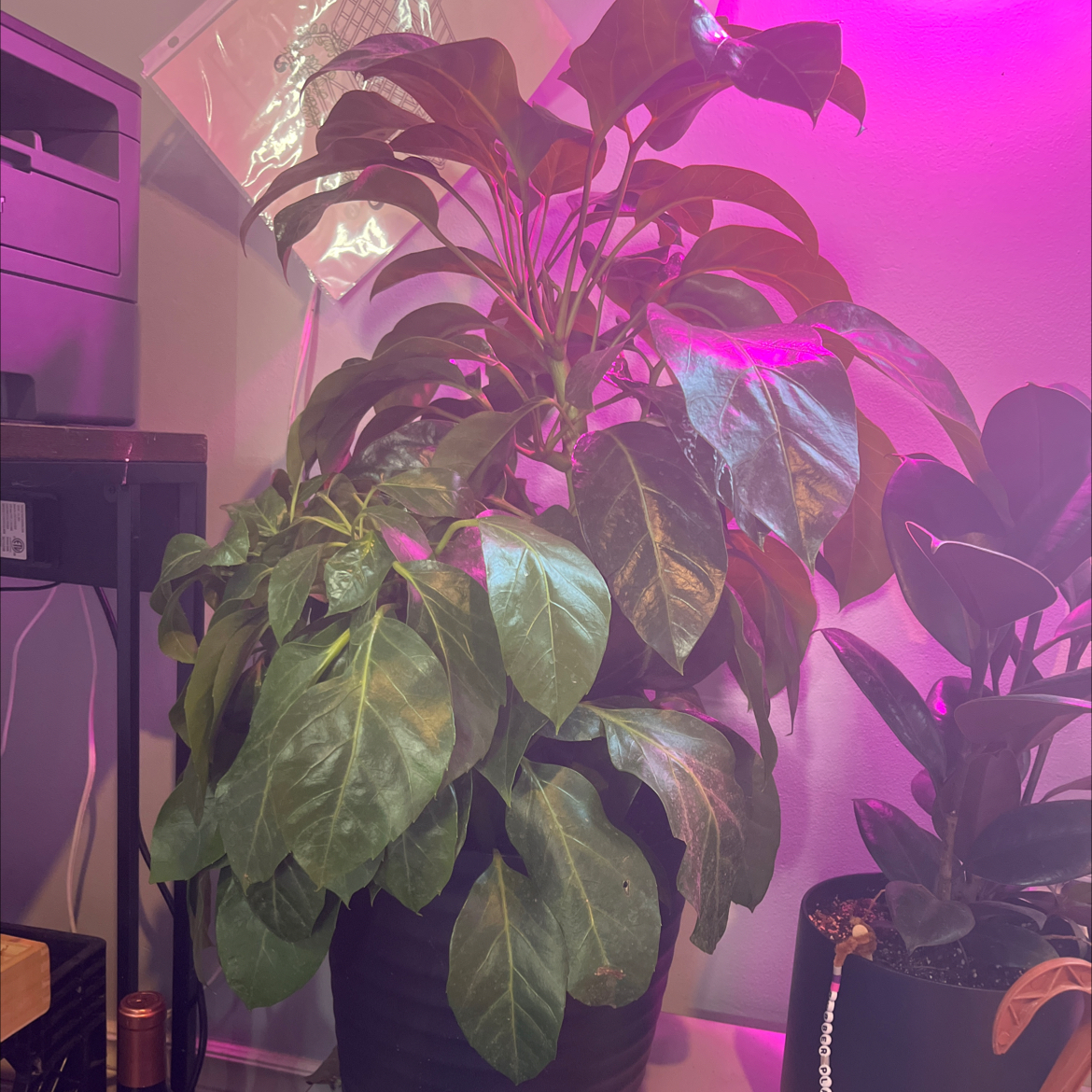 Photo of the plant species Schefflera Amate by @liveordieplants named plant from walmart on Greg, the plant care app