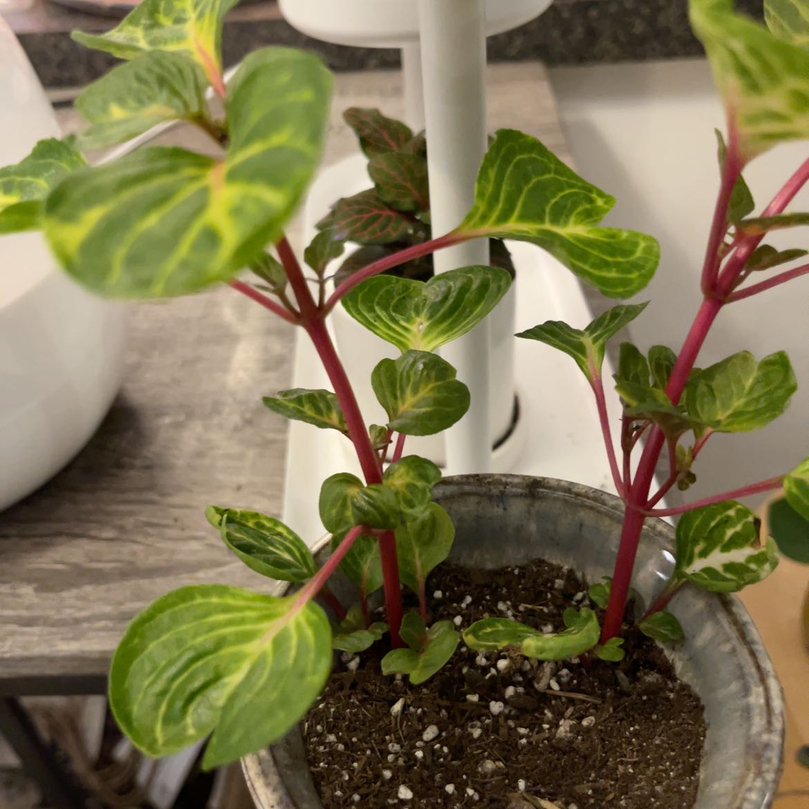 Beefsteak Plant with green leaves and red stems in a pot with visible soil.