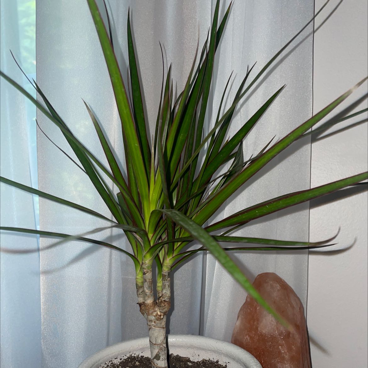 Dracaena 'Ray of Sunshine' plant in a white pot with visible soil, healthy green leaves.