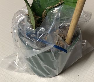 Photo of the plant species Lecheguilla by @EthicalDeathcap named Messi on Greg, the plant care app