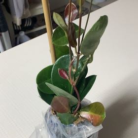 Photo of the plant species Hoya australis 'Keysii' by @EthicalDeathcap named Stella on Greg, the plant care app