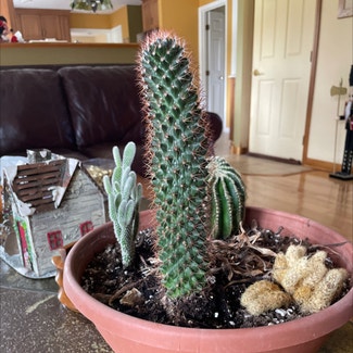 Spiny pincushion cactus plant in Middletown, Ohio