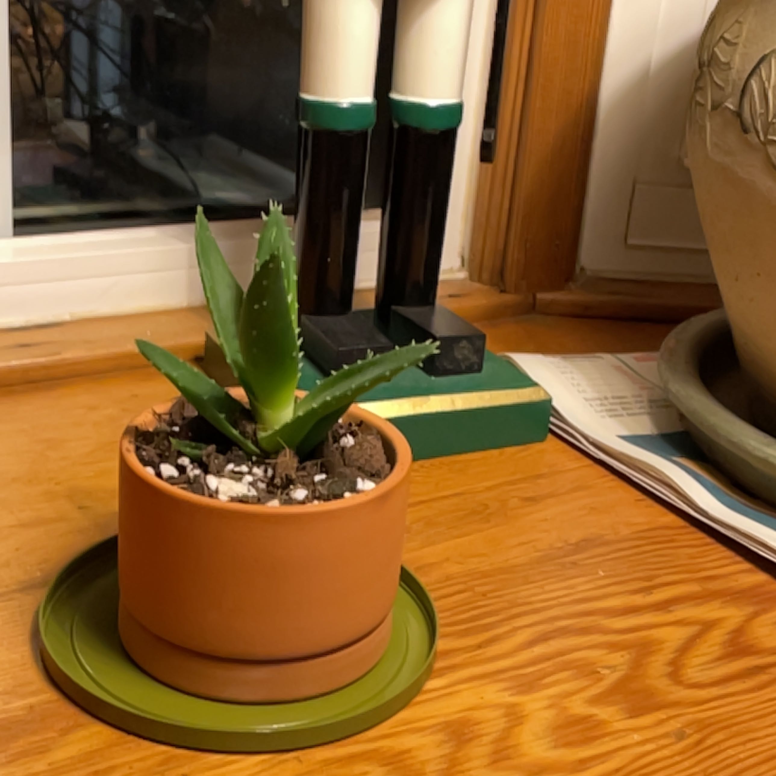 Photo of the plant species Cinnamon Bunny Ears by @SassyWeed named Darwin on Greg, the plant care app