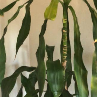 Cornstalk Dracaena plant in Yorba Linda, California