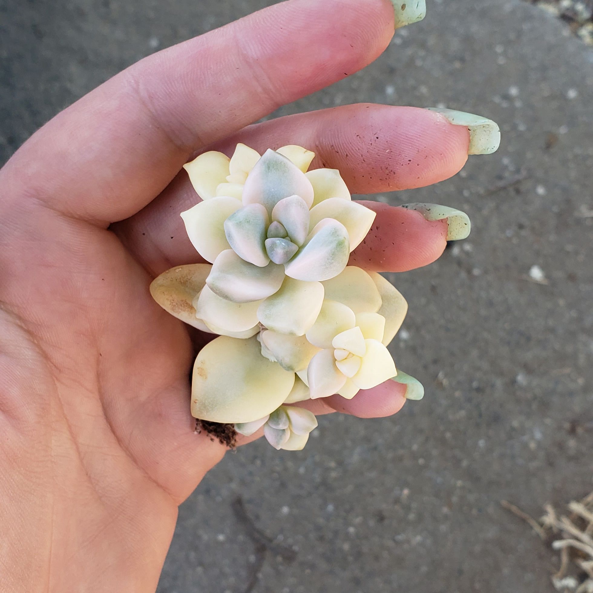 Photo of the plant species Varigated Tituban by @ashliehope named Miracle on Greg, the plant care app
